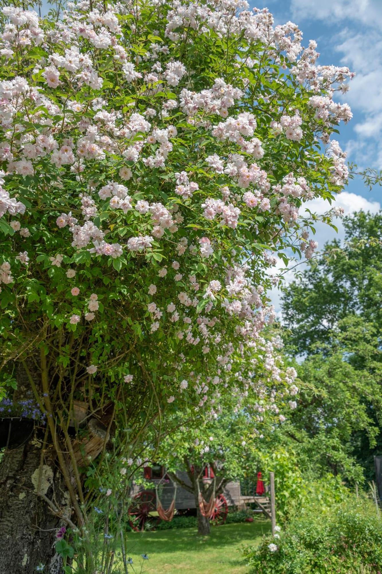 Roulotte Le Temps De Rever Bed and Breakfast Saint-Michel-sur-Meurthe Exteriör bild